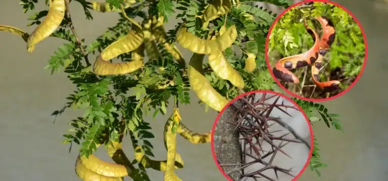 arbol-medicinal-natural