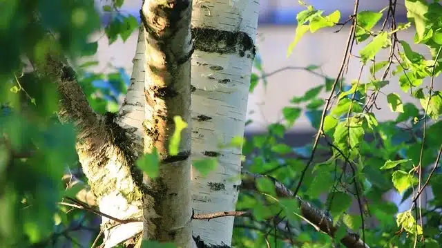 arbol-medicinal