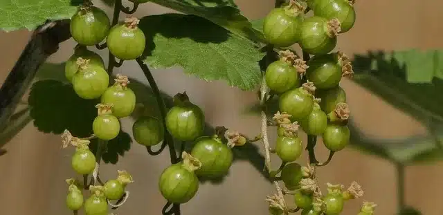 elderberry