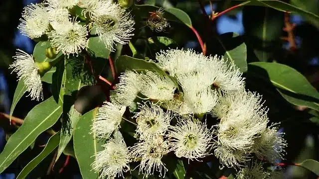 eucalyptus-flower