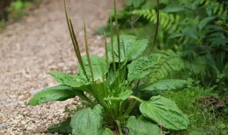 planta-llanten