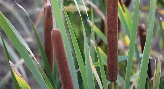 totora
